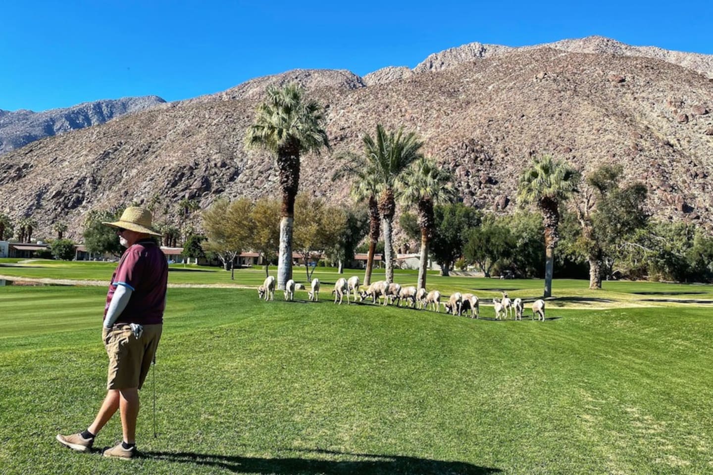 De Anza Golf Course and herd of Big Horn Sheep