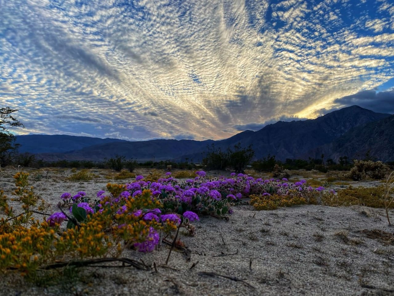 Superbloom in the Lot Across From the House